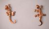 Links: Salamander   Rechts: Gecko