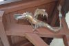 Laut Kundeninformation hängt dieser Drache ca. 18 Jahre an diesem Haus und wird von Spaziergängern immer noch bewundert