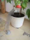 Neugierige Katze ca. 40 cm groß