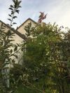 über den Bäumen fliegt die Hexe