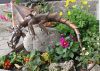 Eine Lindwurm Blechskulptur verschönert jedes noch so kleine Blumenbeet