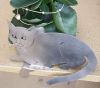 auf der Fensterbank ist diese Katze aus Edelstahl, von aussen und innen zu sehen