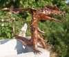 besonders schöner Drache