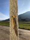 Milanfeder aus Messing ca 20 cm