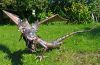 An einer Lindwurm - Blechskulptur aus Kupferblech hat man täglich Freude