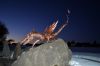 Dieser Drache mit Lindwurmschuppen krabbelt auf dem Dach und ist ca 1,80 Meter lang und hat eine speuielle Halterung für Dachplatten