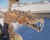 Unsere verschiedenen Drachen erfreuen sich großer Beliebtheit.