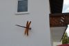 Orginal rote Prachtlibelle an Fassade