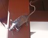 hier wandert die kleine Maus am Balken entlang, eine sehr dekorative Blechfigur aus Kupfer