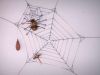 Spinnennetz maximale Größe 1 Meter