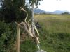 Besuchen sie doch mal diesen Drachen bei Primavera in Oy Mittelberg
