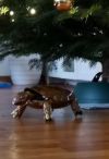 Schildkröte aus Kupfer in ca. Originalgrösse