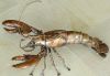 Dekorative Blechfigur Hummer aus Kupfer, kann in 2 verschiedenen Größen hergestellt werden